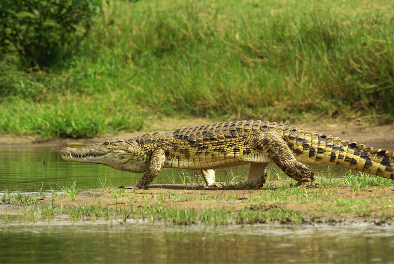 nile crocodile movement and agility on land with unique sliding motion
