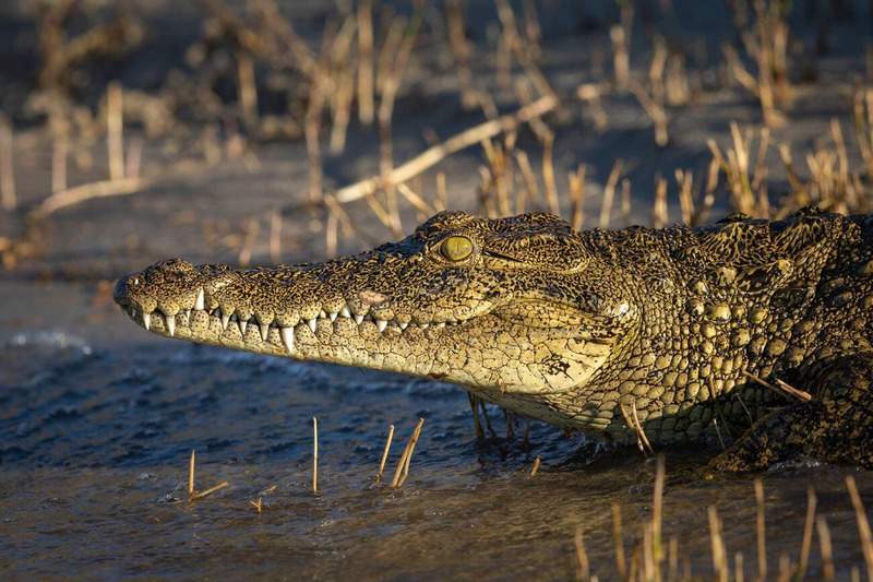 nile crocodile physical characteristics and sensory pits for ambush hunting