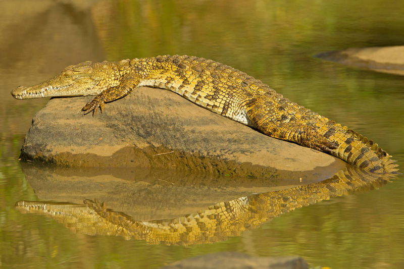 nile crocodile solitary lifestyle and basking alone in habitat