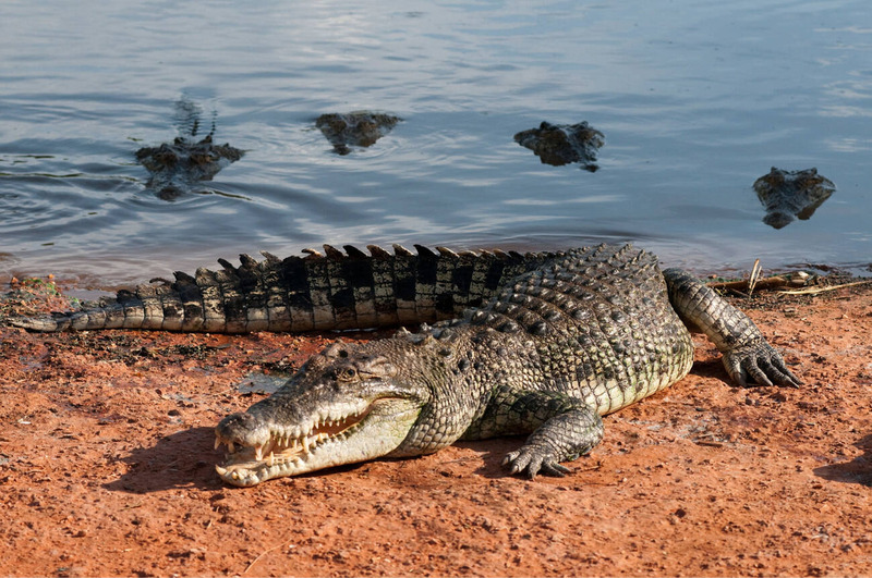 saltwater crocodile daily activity and sunbathing behavior