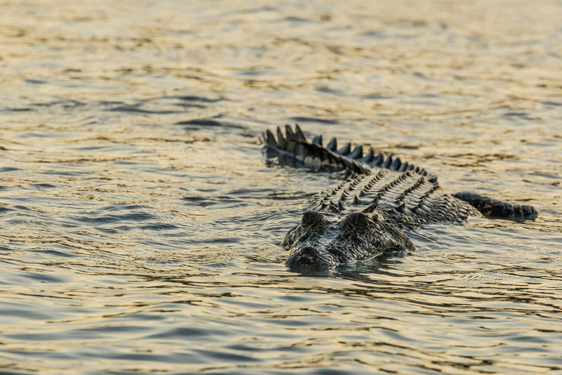 saltwater crocodile hunting strategy and stealth behavior