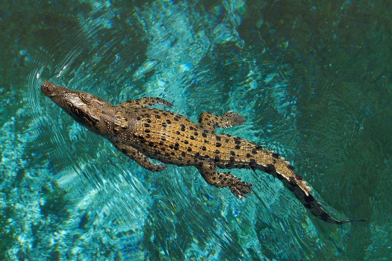 saltwater crocodile movement and swimming technique