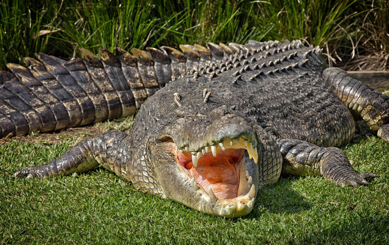 saltwater crocodile physical characteristics and jaw strength