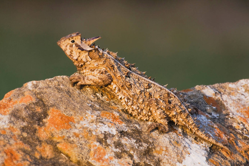 texas horned lizard basking in sun and foraging for food in natural habitat
