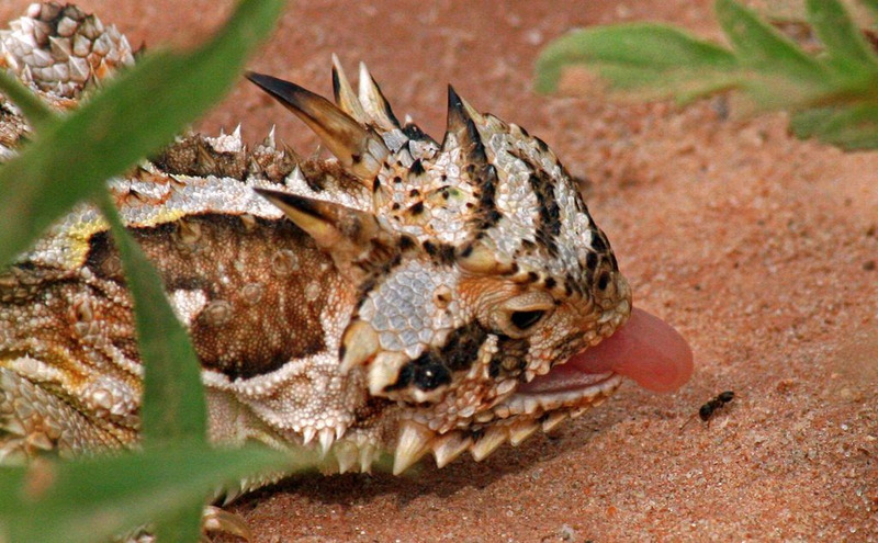 texas horned lizard hunting and using tongue to capture prey