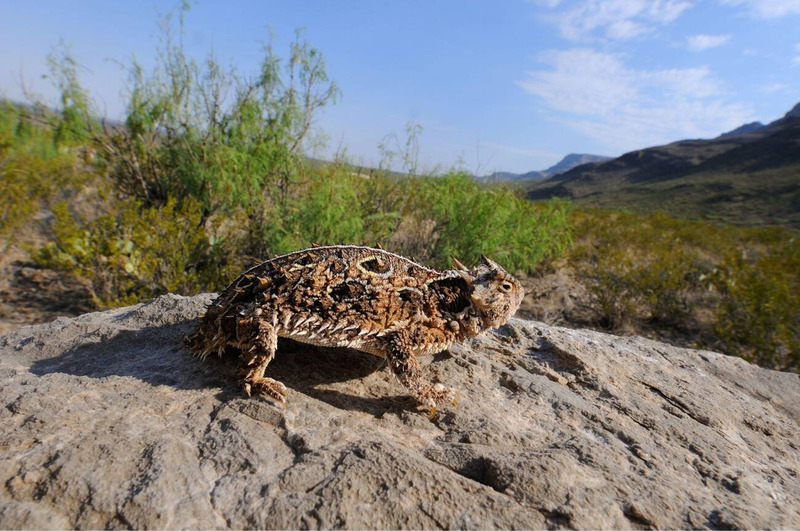 texas horned lizard movement and agility across desert terrain