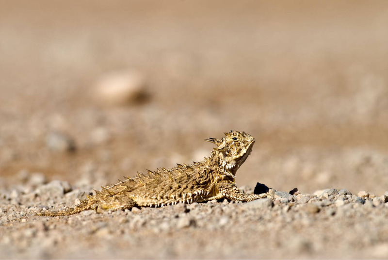 texas horned lizard physical traits and camouflage in desert habitat