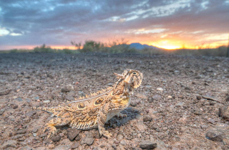 texas horned lizard solitary lifestyle and freedom to roam in desert habitat