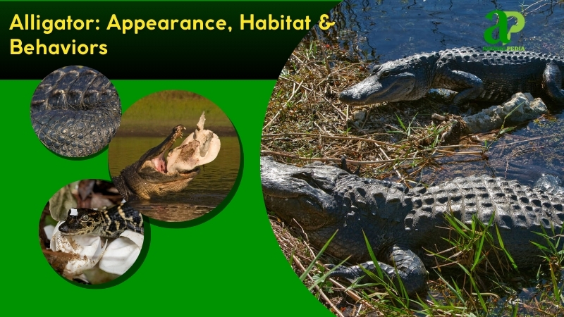 Alligator species guide