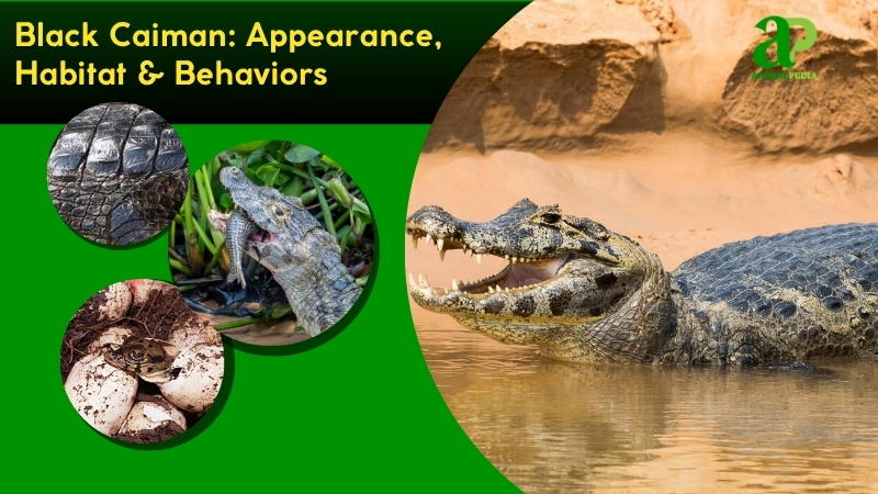 Black Caiman species guide