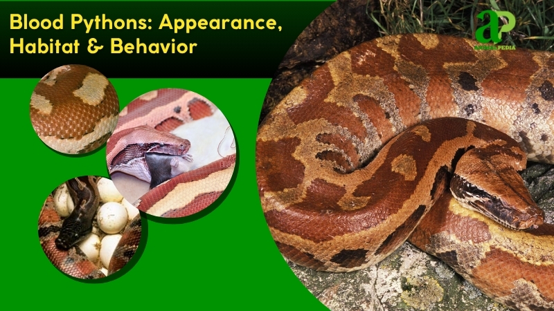 Blood Pythons species guide