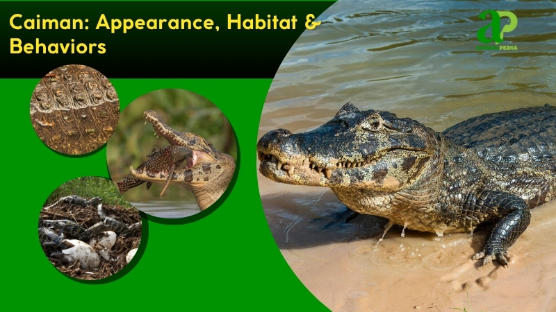 Caiman species guide
