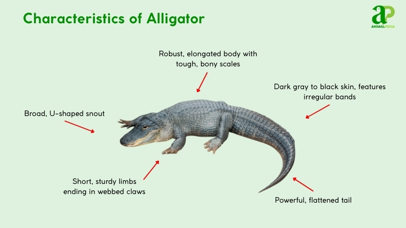 Characteristics of Alligator