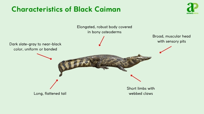 Characteristics of Black Caiman