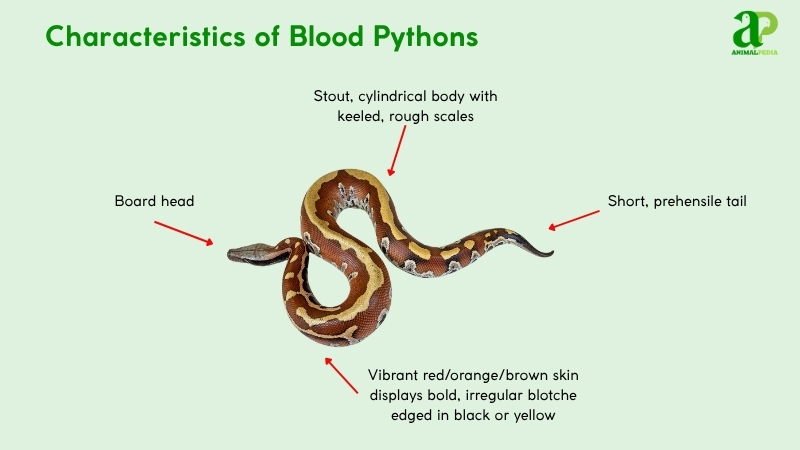 Characteristics of Blood Pythons