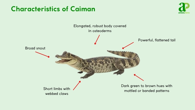 Characteristics of Caiman