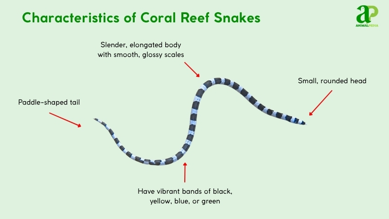 Characteristics of Coral Reef Snakes