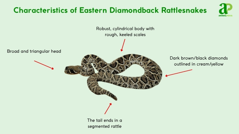 Characteristics of Eastern Diamondback Rattlesnakes