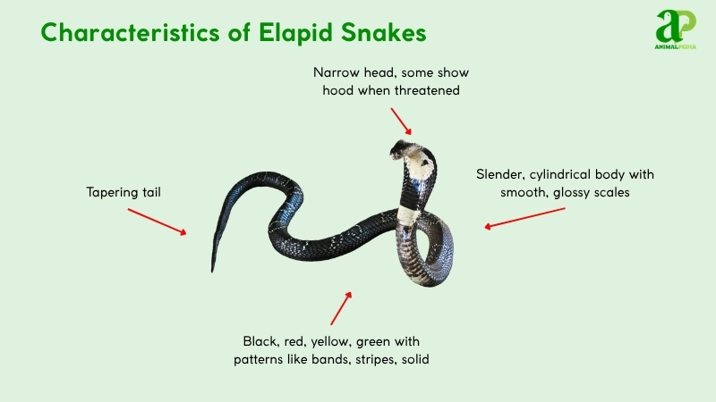 Characteristics of Elapid Snakes
