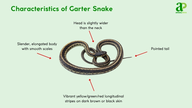 Characteristics of Garter Snake