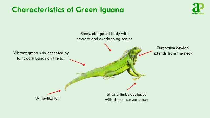 Characteristics of Green Iguana