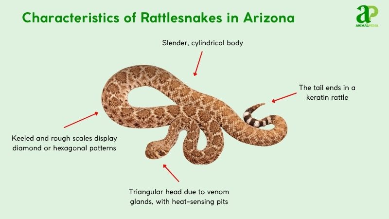 Characteristics of Rattlesnakes in Arizona