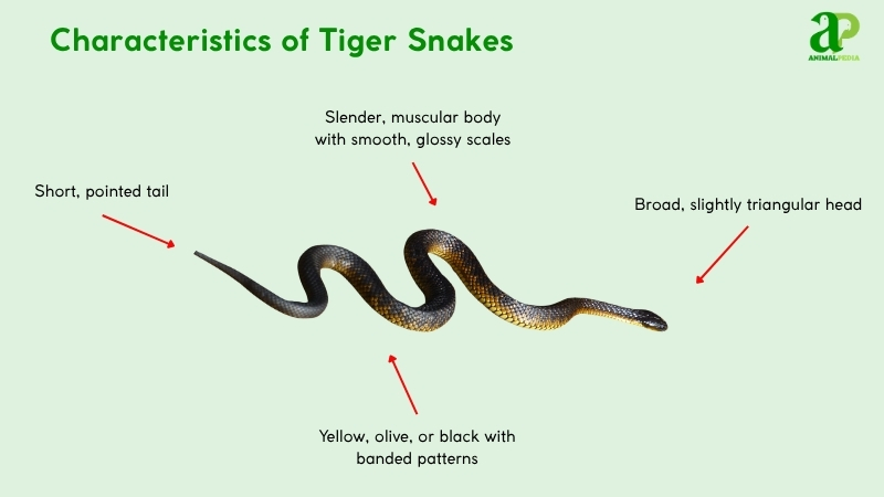 Characteristics of Tiger Snakes