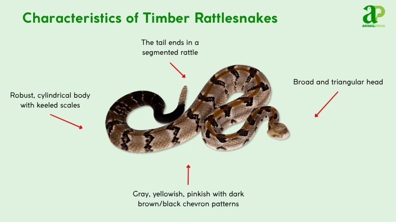 Characteristics of Timber Rattlesnakes