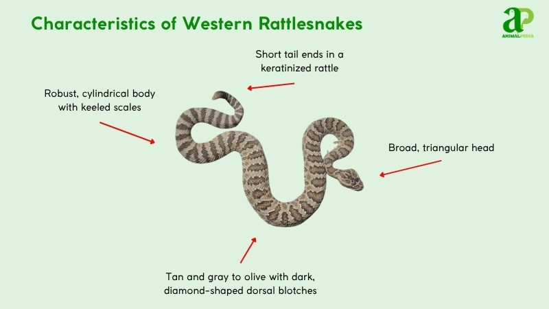 Characteristics of Western Rattlesnakes