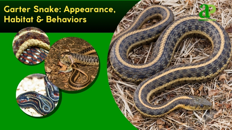 Garter Snake species guide