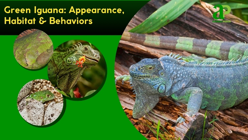 Green Iguana species guide