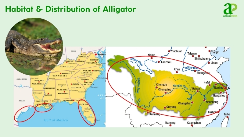 Habitat and distribution of Alligator