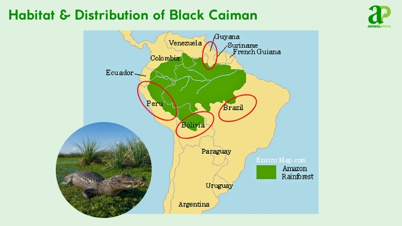 Habitat and distribution of Black Caiman