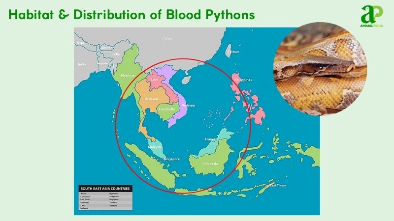 Habitat and distribution of Blood Pythons