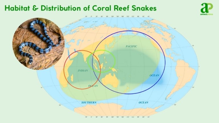 INTERESTING FACTS ABOUT CORAL REEF SNAKES visual data 4