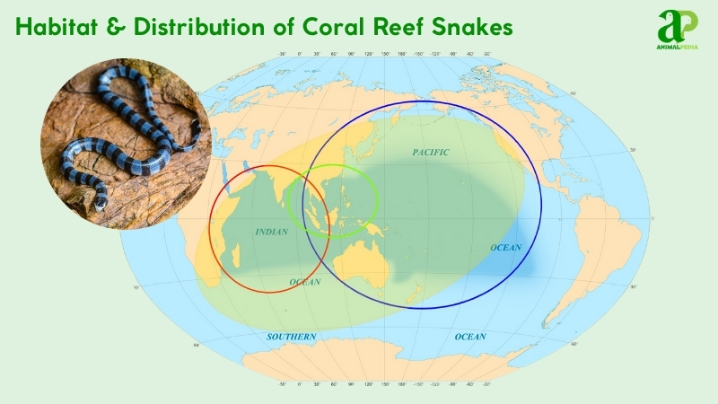 Habitat and distribution of Coral Reef Snakes