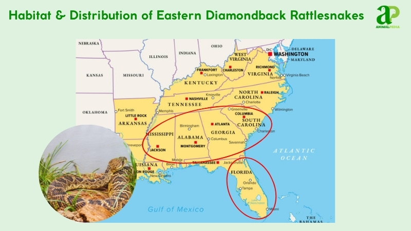 Habitat and distribution of Eastern Diamondback Rattlesnakes