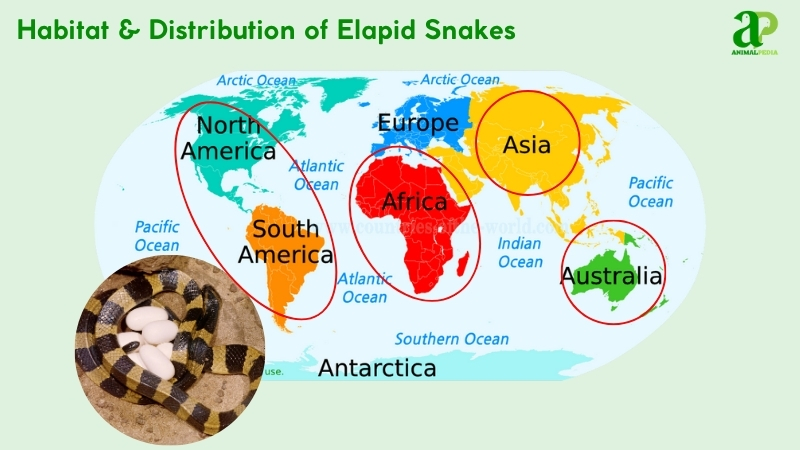 Habitat and distribution of Elapid Snakes