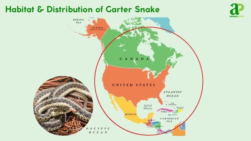 Habitat and distribution of Garter Snake