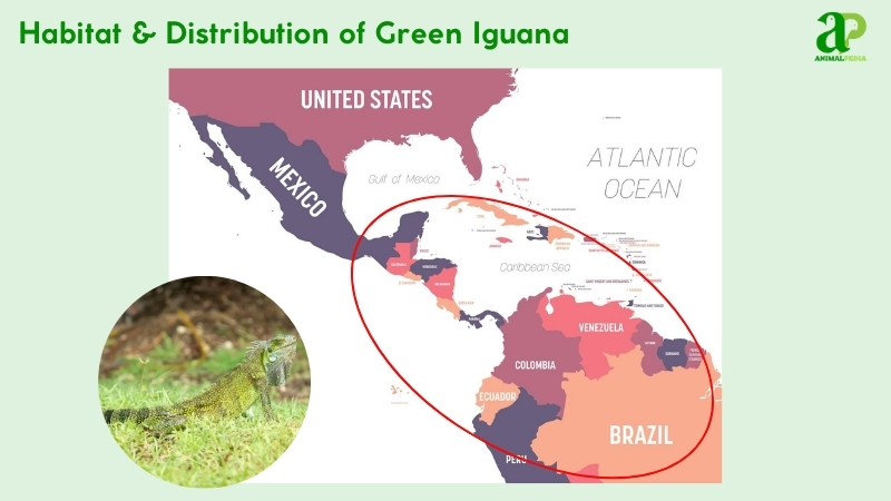 Habitat and distribution of Green Iguana