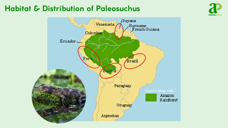Habitat and distribution of Paleosuchus