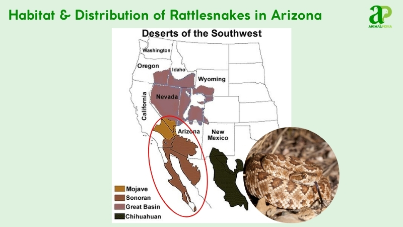 Habitat and distribution of Rattlesnakes in Arizona