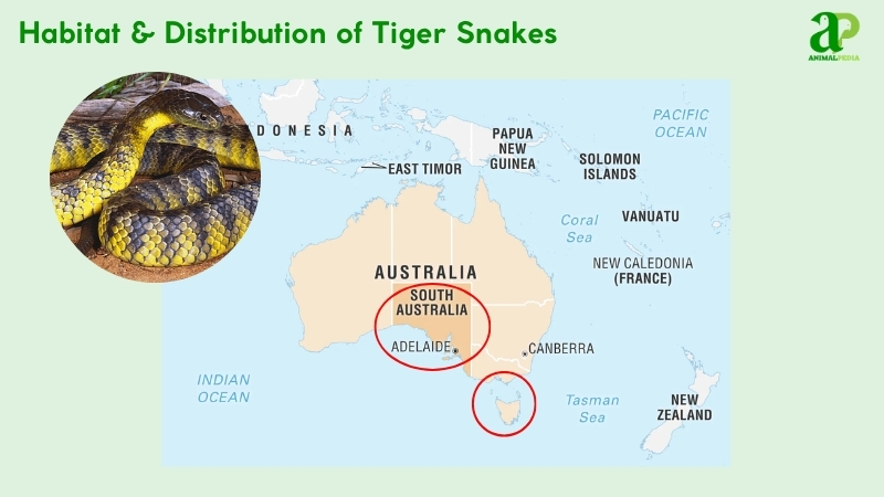 Habitat and distribution of Tiger Snakes