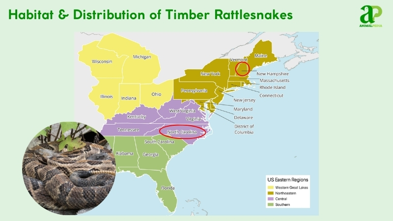 Habitat and distribution of Timber Rattlesnakes