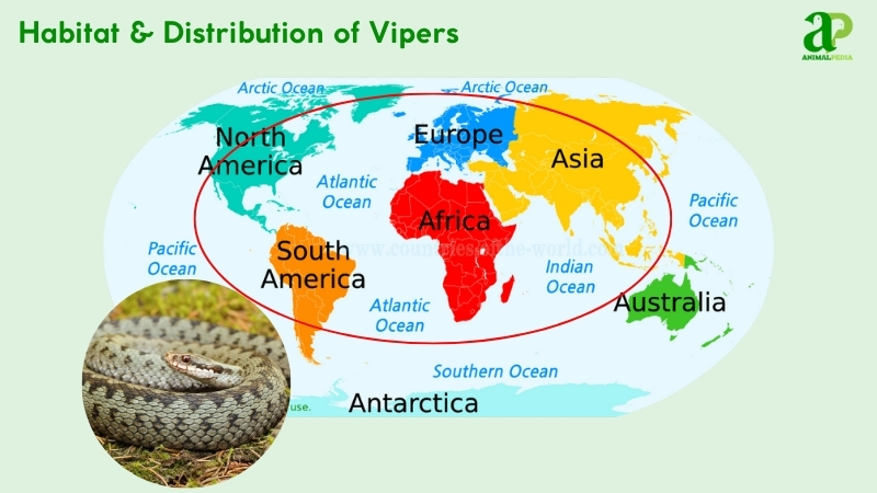 Habitat and distribution of Vipers