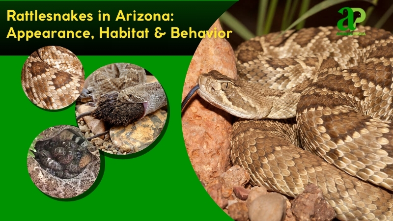 Rattlesnakes in Arizona species guide