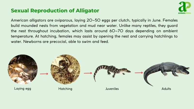 Sexual Reproduction of Alligator