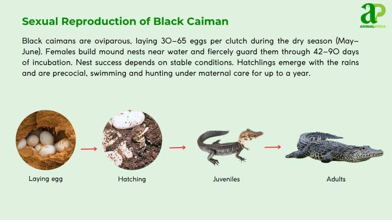 Sexual Reproduction of Black Caiman
