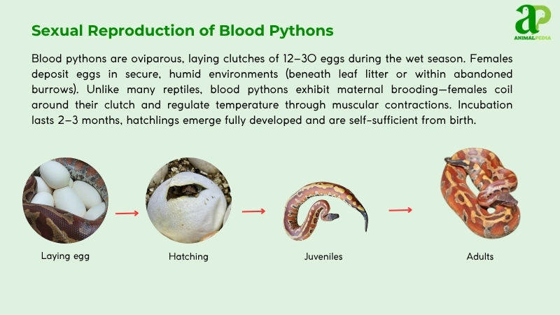 Sexual Reproduction of Blood Pythons