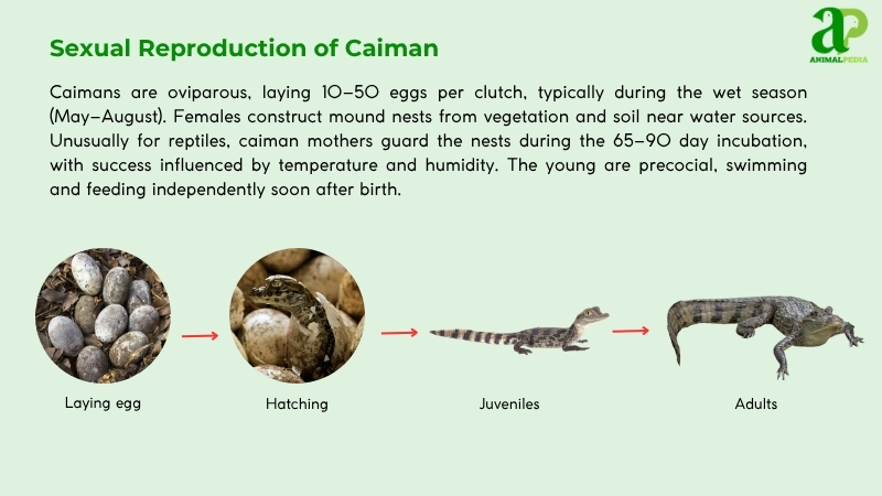 Sexual Reproduction of Caiman